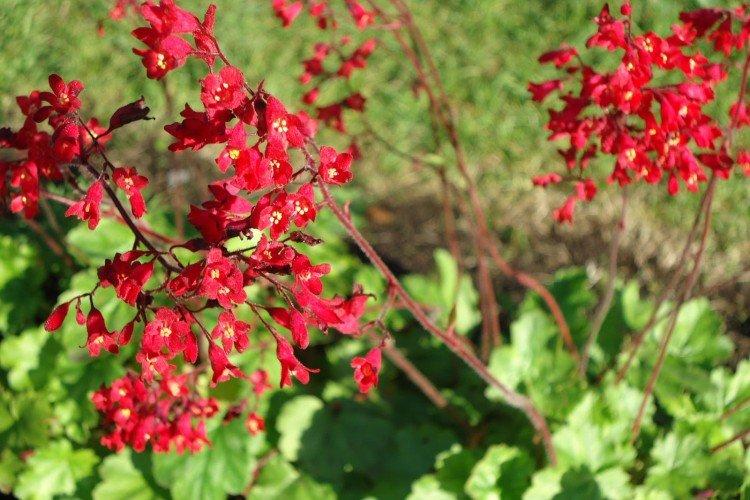 Гейхера – фото