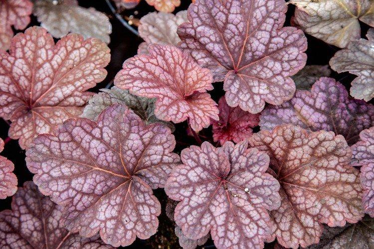 Гейхера – фото