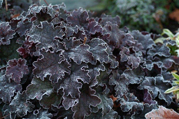 Гейхера – фото