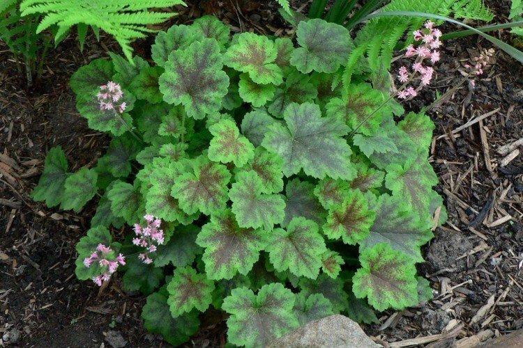 Гейхера – фото