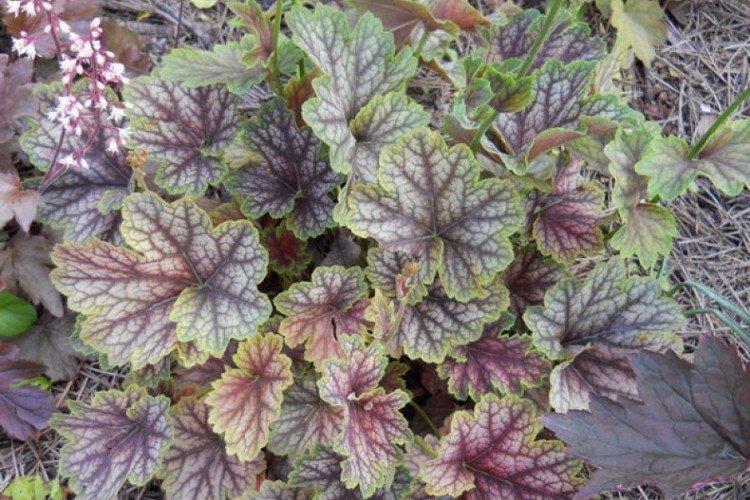 Американская гейхера