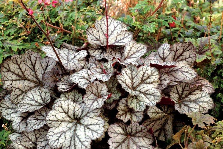 Гейхера – фото