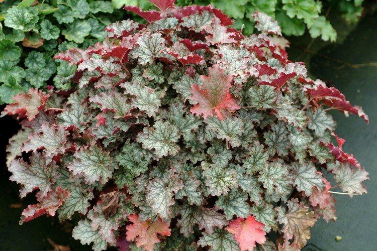 Гейхера – фото