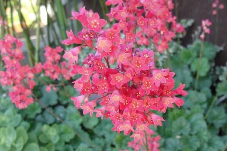 Гейхера – фото