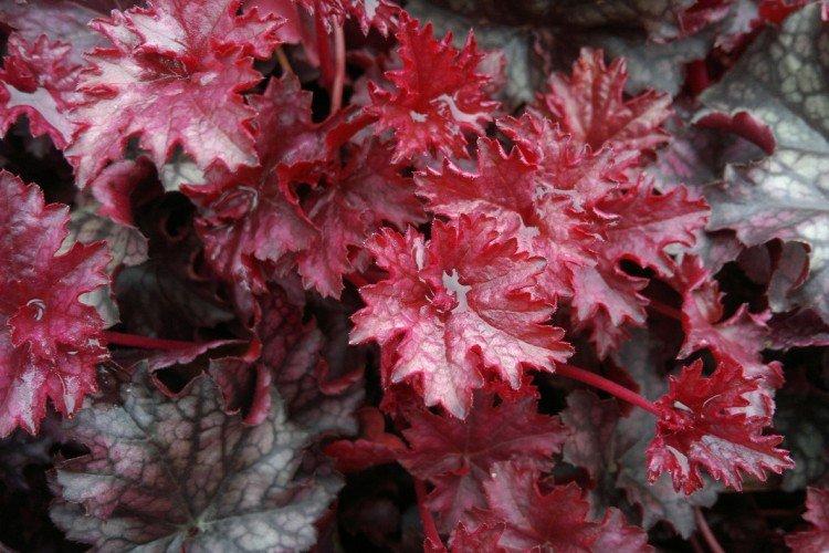 Гейхера – фото