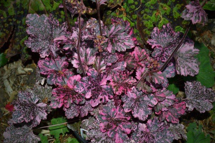 Гейхера – фото