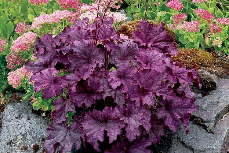 Гейхера – фото