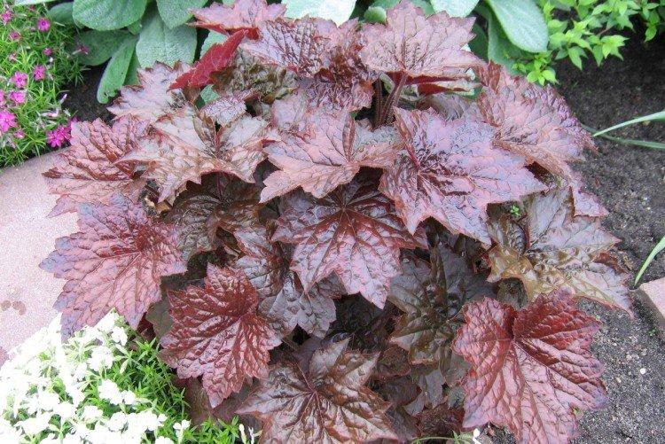 Мелкоцветковая гейхера