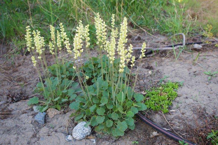 Цилиндрическая гейхера