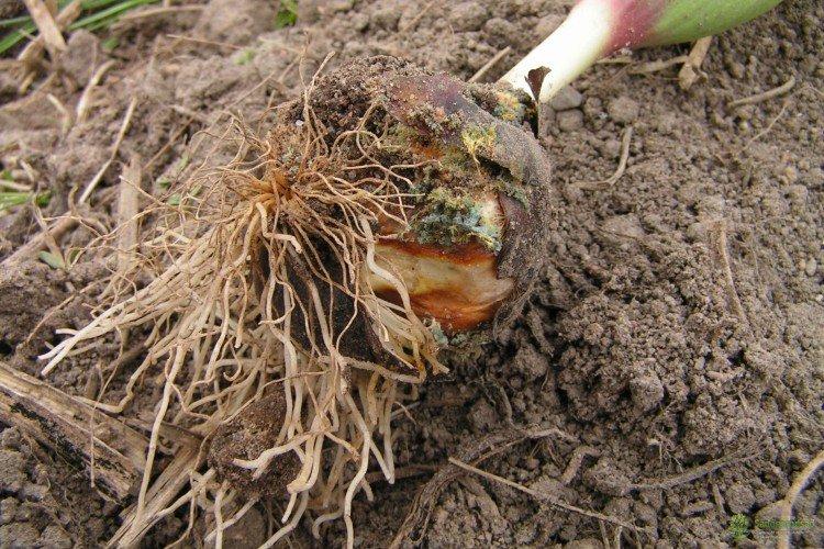 Борьба с вредителями и болезнями