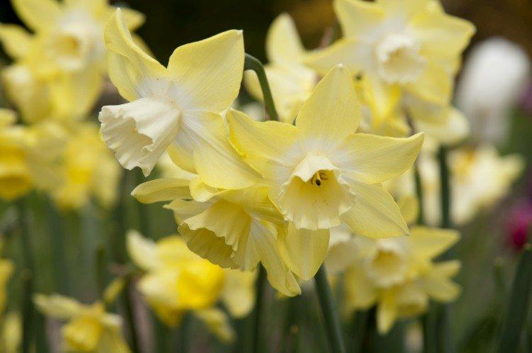 Нарциссы – фото