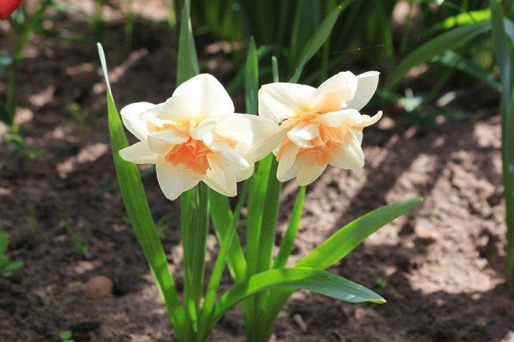 Нарциссы – фото