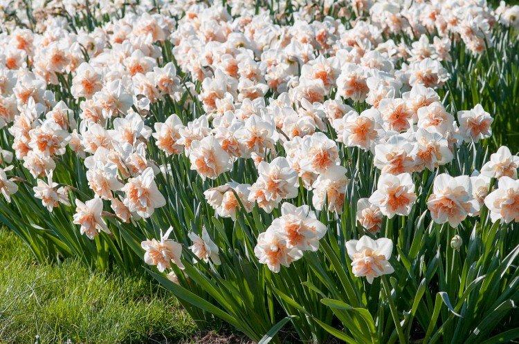 Нарциссы – фото