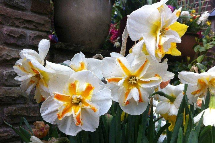 Нарциссы – фото