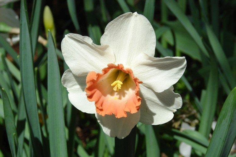 Видовые нарциссы