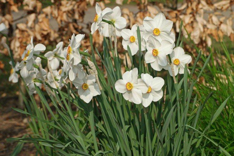 Нарциссы – фото