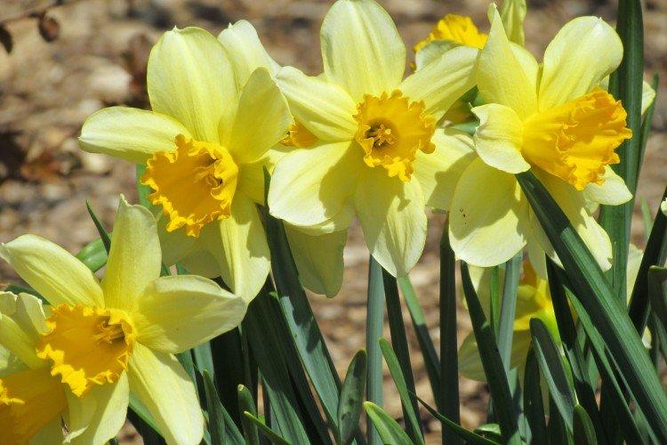 Нарциссы – фото