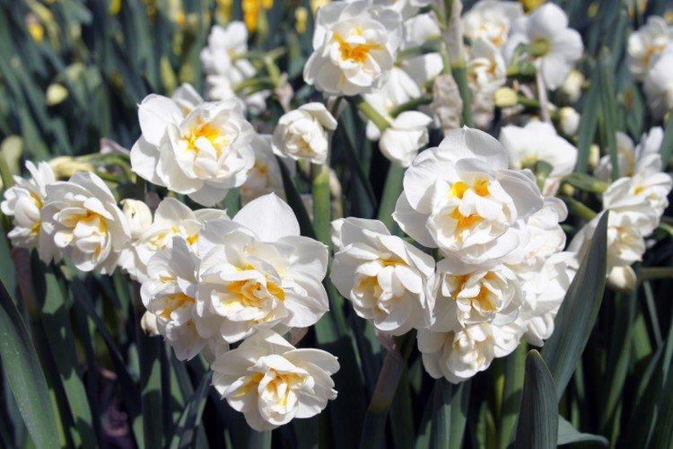 Многоцветковые нарциссы