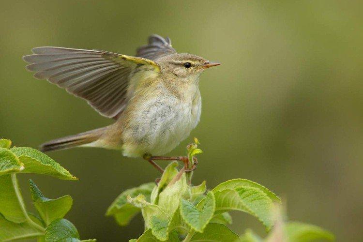 Пеночка-весничка
