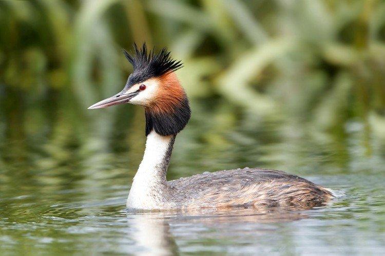 Большая поганка