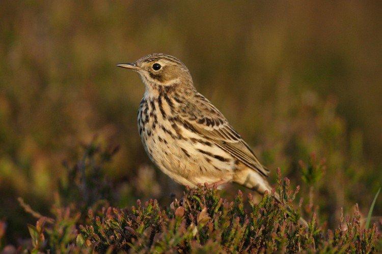 Луговой конек