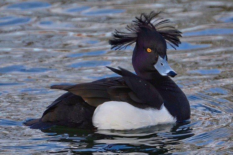 Хохлатая чернеть