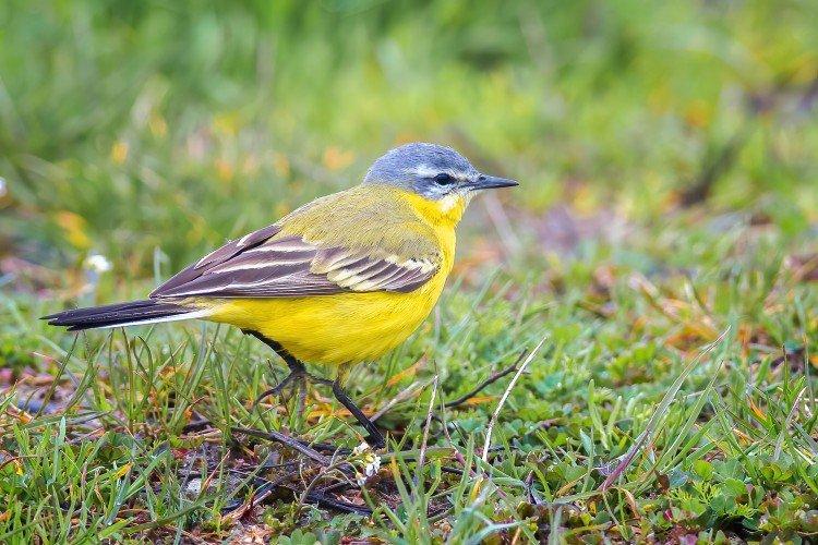 Желтая трясогузка