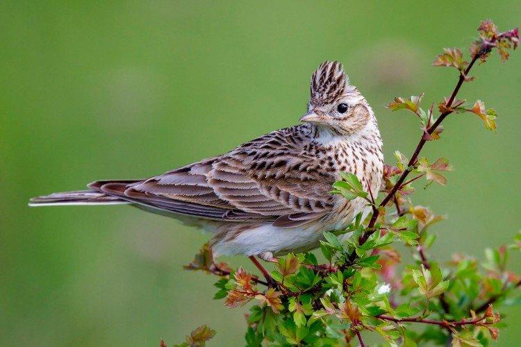 Полевой жаворонок