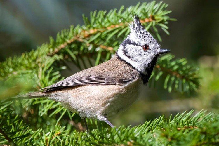 Хохлатая синица