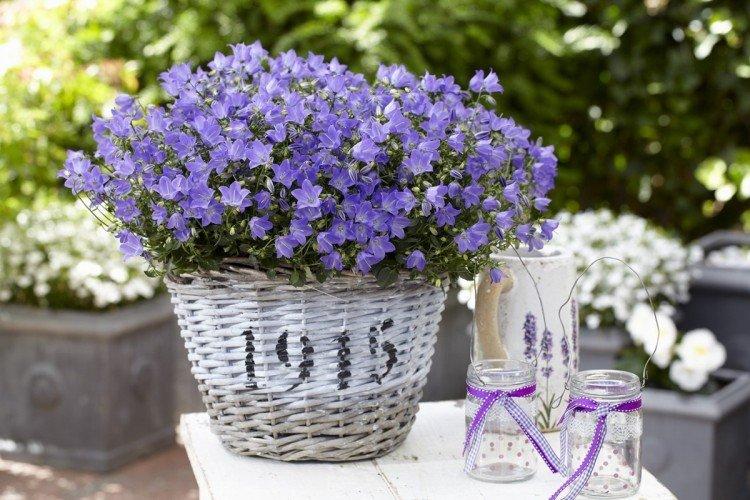 Ампельные цветы: фото, названия и описания (каталог)