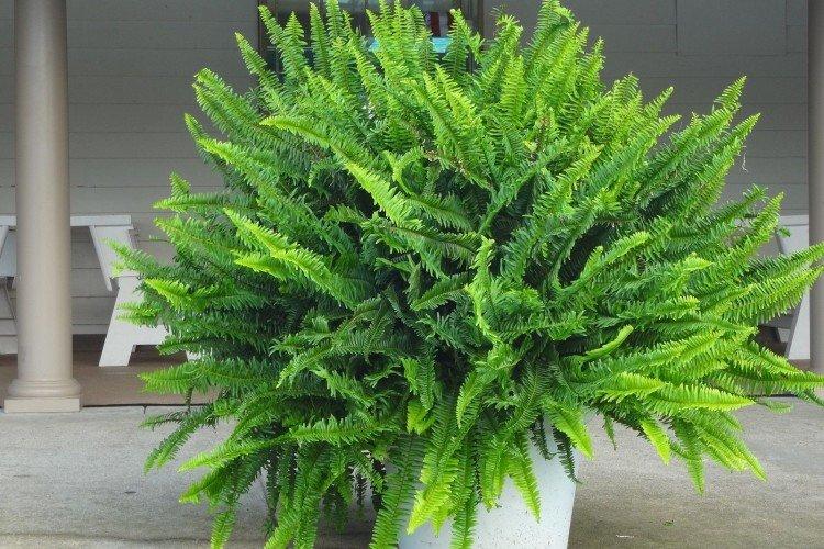 Нефролепис