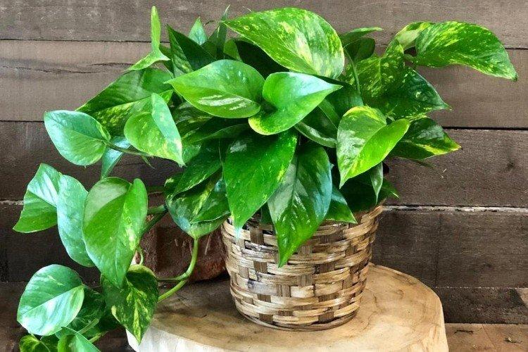 Сциндапсус