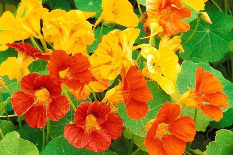 Ампельная настурция