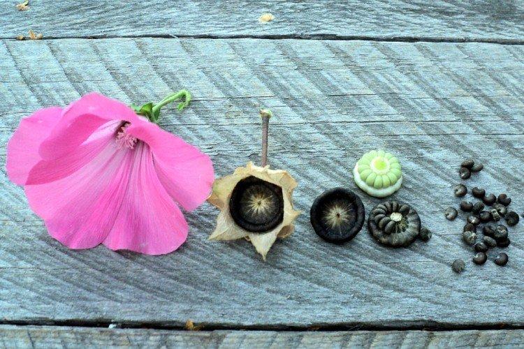 Посадка и размножение