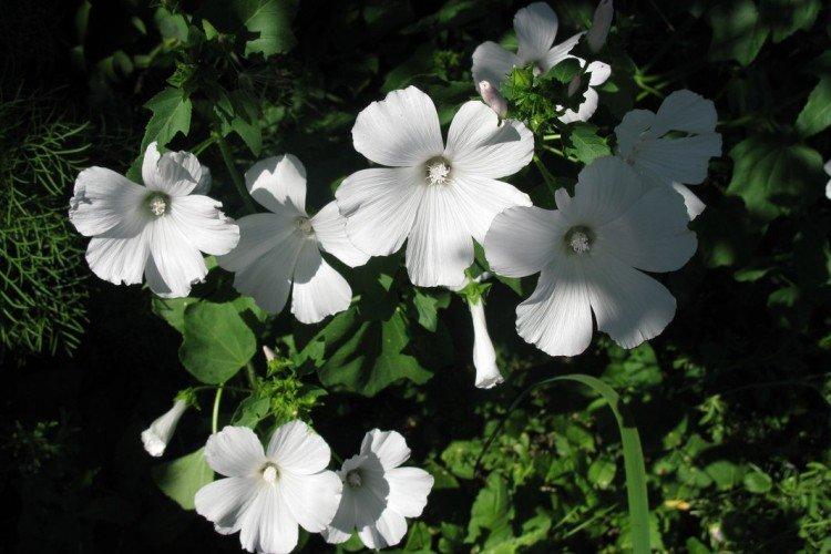 Лаватера – фото