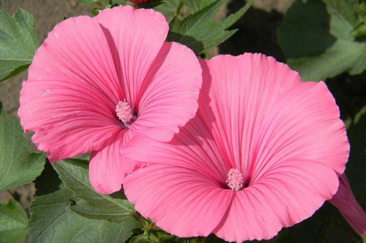 Трехмесячная лаватера