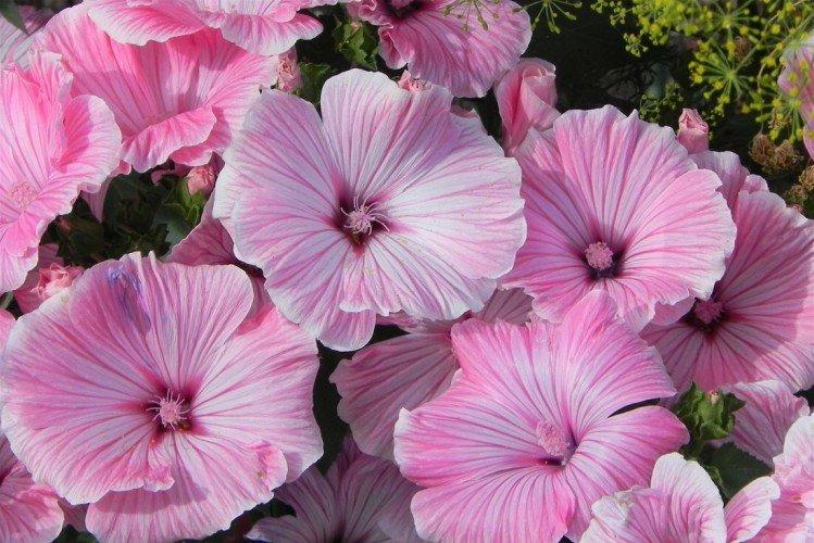 Лаватера – фото