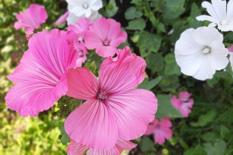 Лаватера – фото