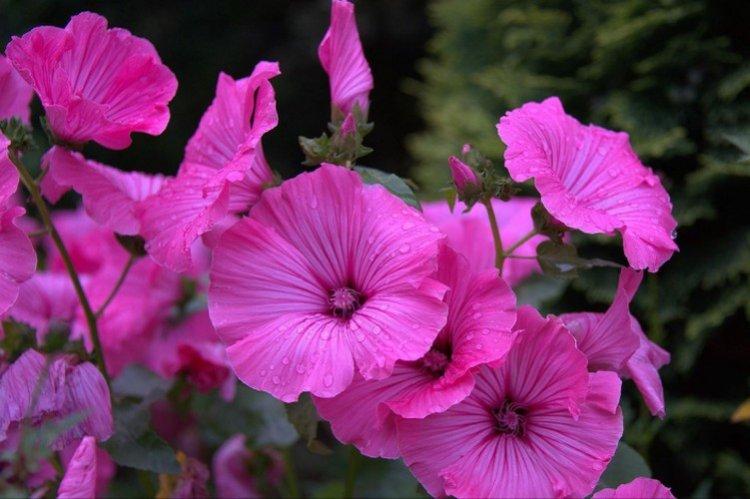 Лаватера – фото