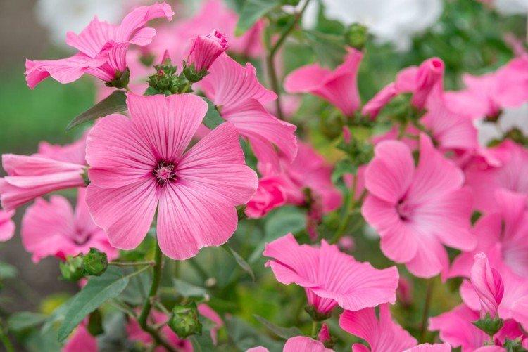 Лаватера – фото