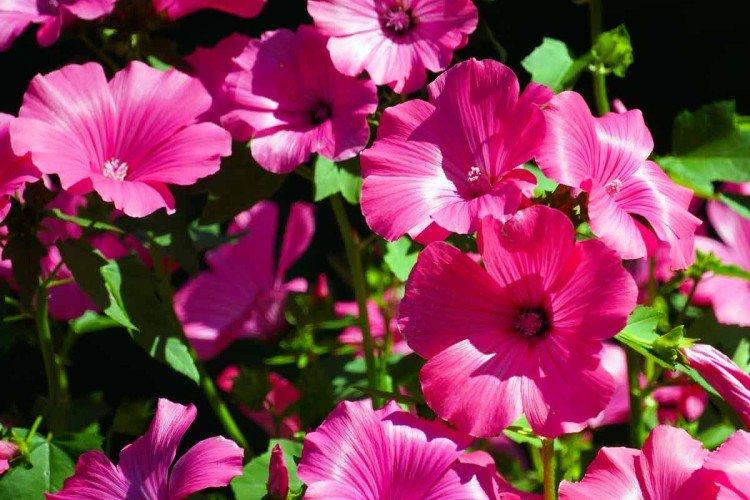 Лаватера – фото