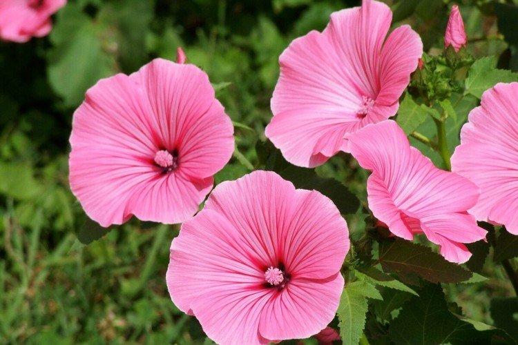 Лаватера – фото