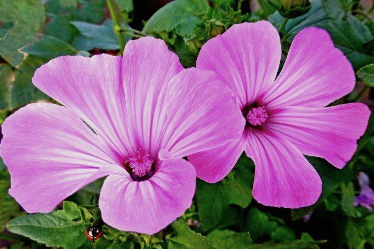 Лаватера – фото