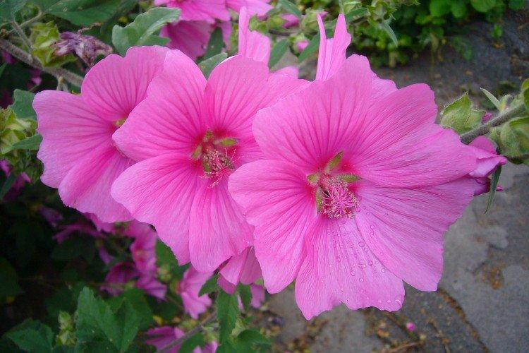 Тюрингенская лаватера