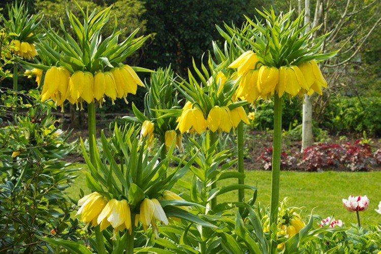 Удобрения и подкормка