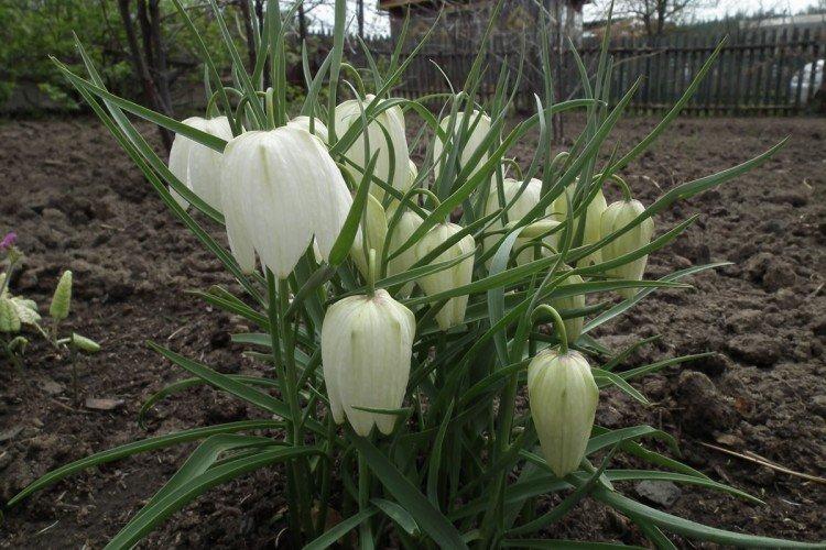 Посадка и размножение