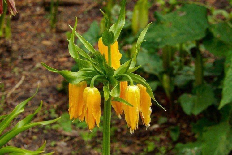 Борьба с вредителями и болезнями