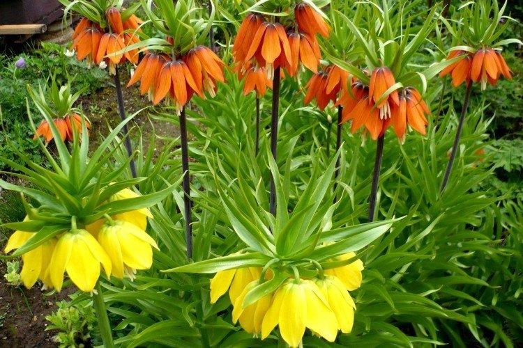 Императорский рябчик