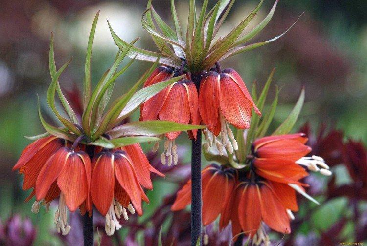 Рябчик – фото