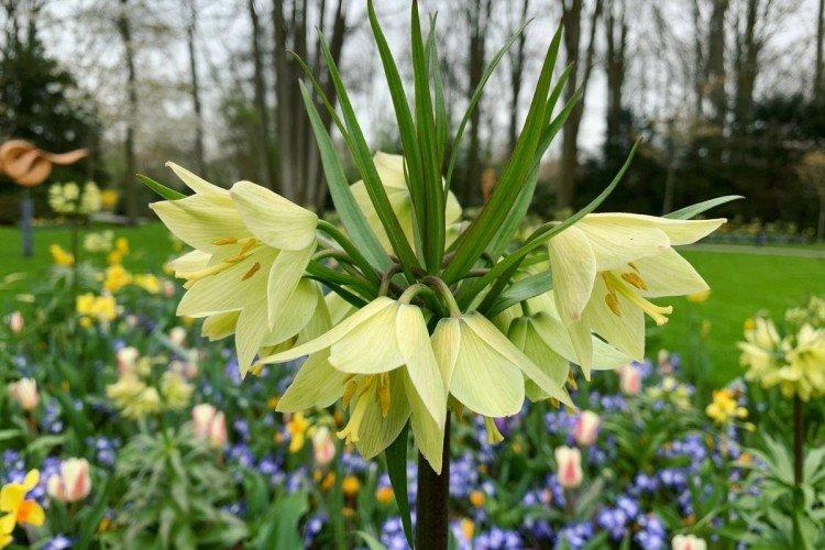 Рябчик – фото